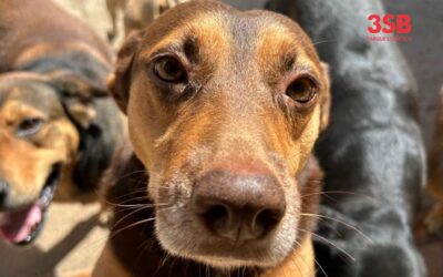 3SB realiza ação de apoio à causa animal!